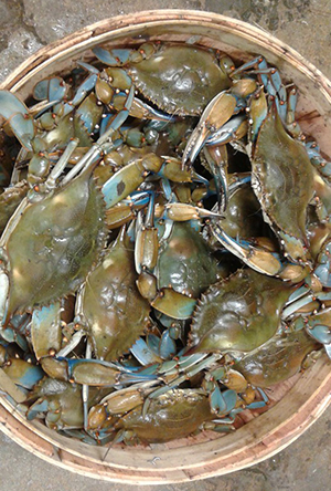A basket of blue crabs from Murrells Inlet Seafood